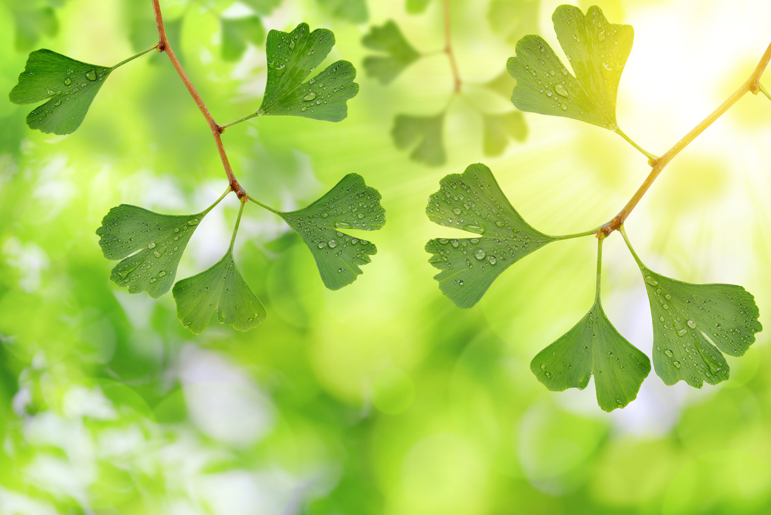 Je bekijkt nu De kracht van Ginkgo Biloba: hoe dit natuurlijke kruid de gezondheid van uw hersenen kan verbeteren.