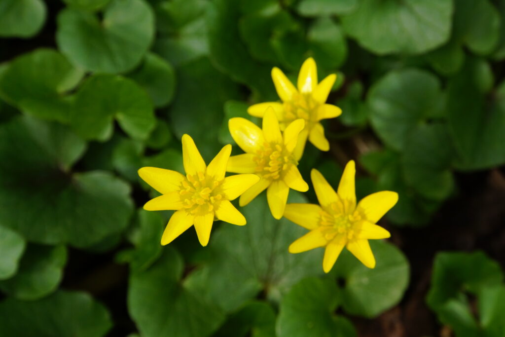 Ranunculus ficaria (Speenkruid)