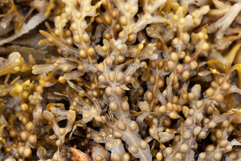 Fucus vesiculosus (Blaaswier)