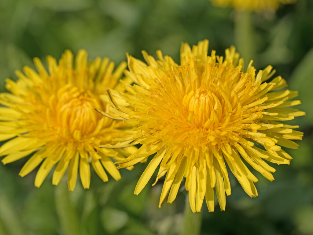 Taraxacum officinale (Paardenbloem)