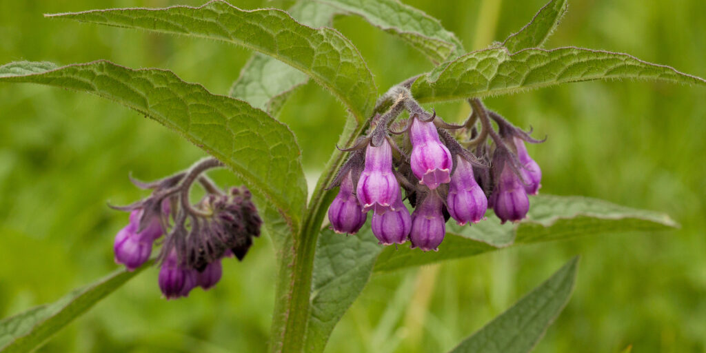 Symphytum officinalis (Smeerwortel)