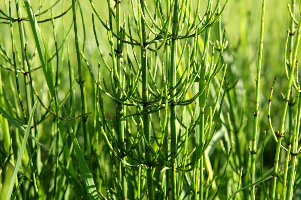 Equisetum arvense (Paardenstaart/Heermoes)