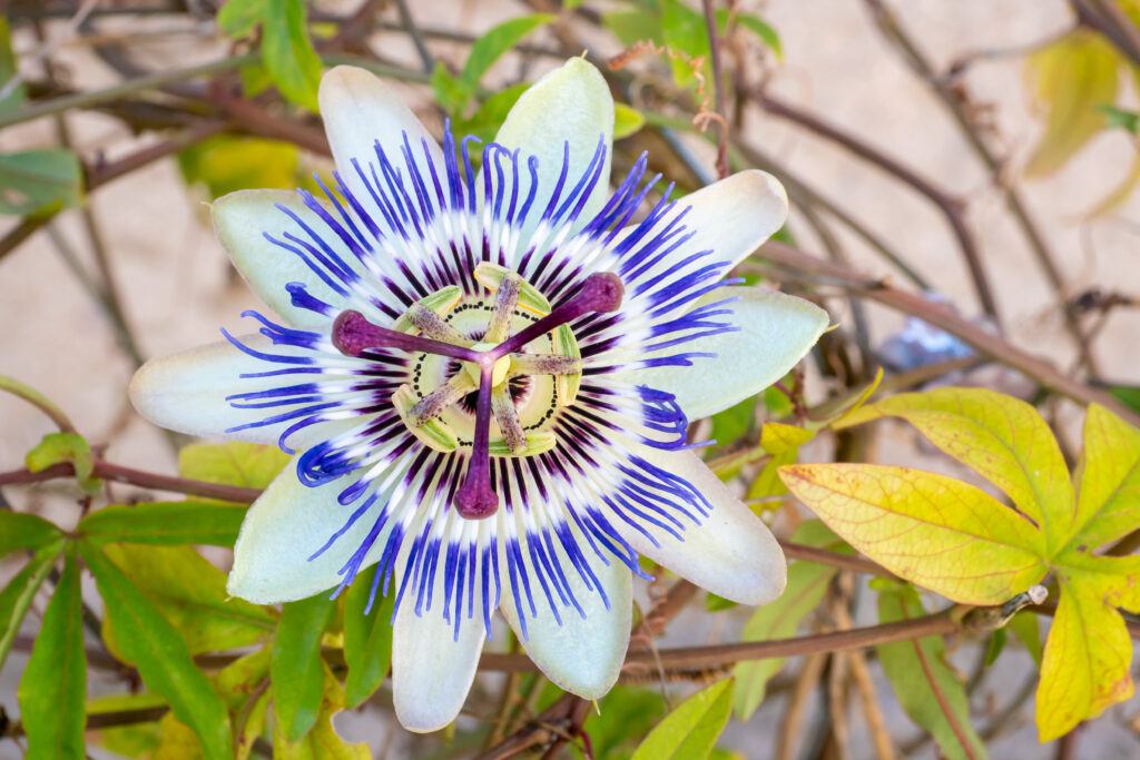 Passiflora incarnata (Passiebloem)