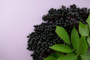 Sambucus nigra (Zwarte vlier)