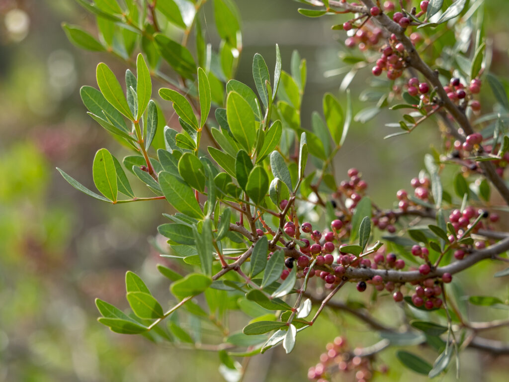 Pistacia lentiscus (Mastiekboom)