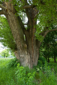 Populus nigra (Zwarte populier)