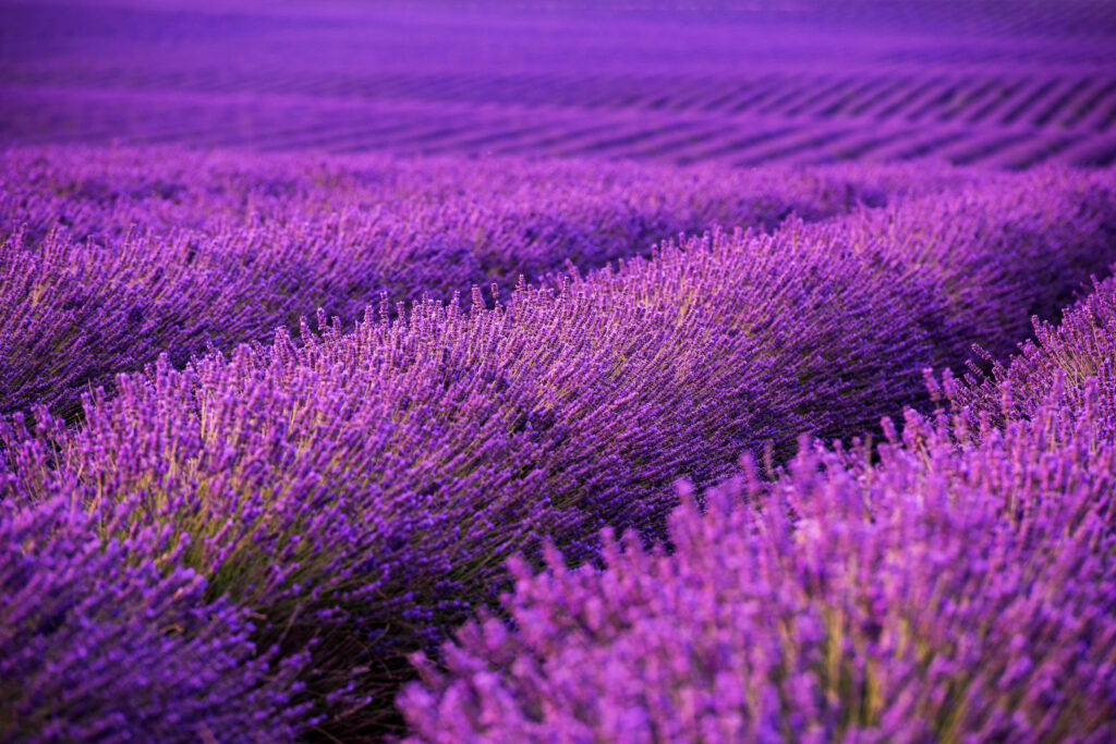 Lavendel