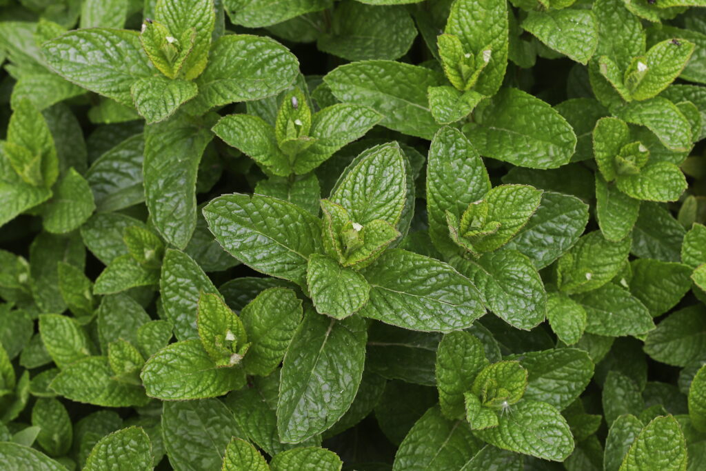 Mentha piperita (Pepermunt)