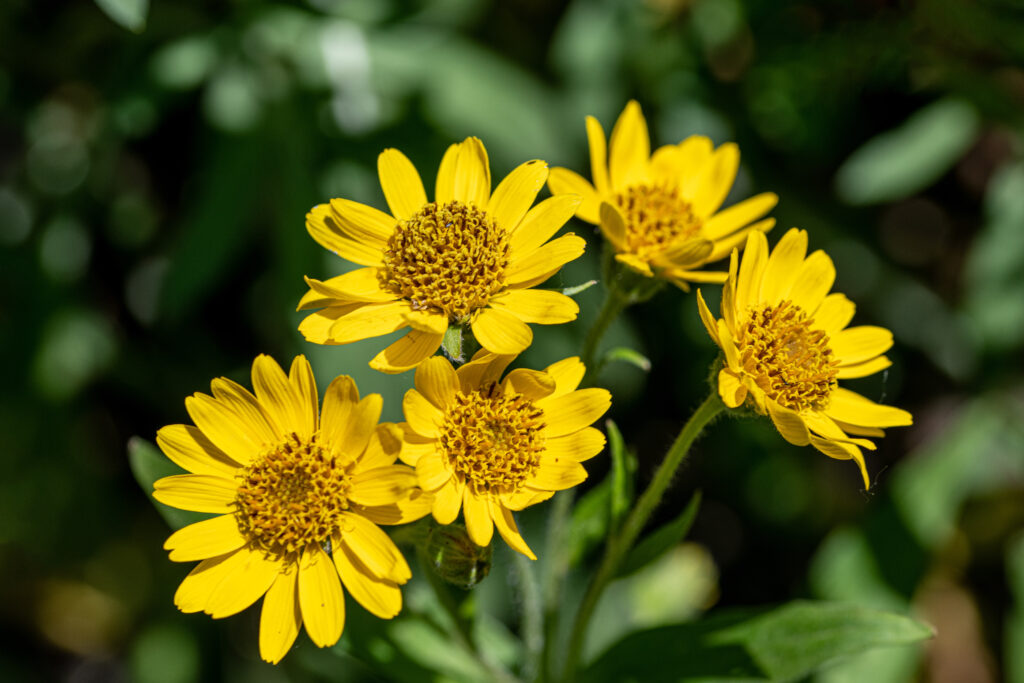 Arnica Montana (Valkruid)