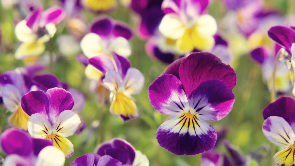 Viola tricolor (Driekleurig viooltje)