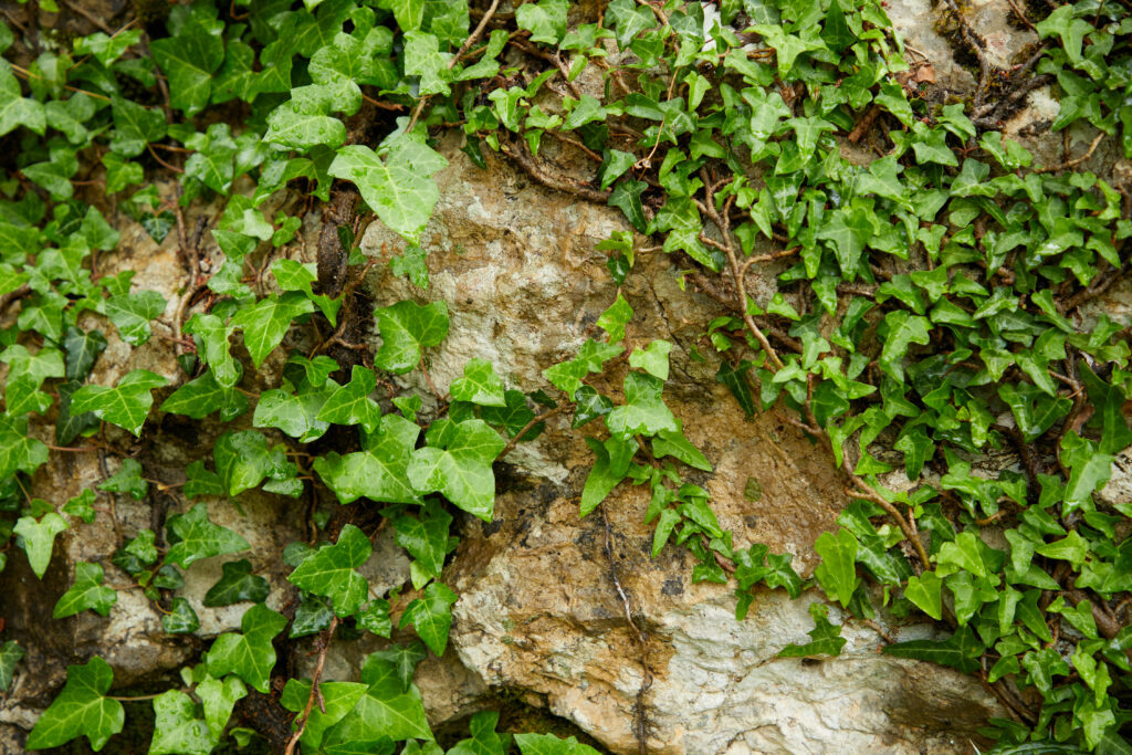 Hedera helix (Gewone klimop)