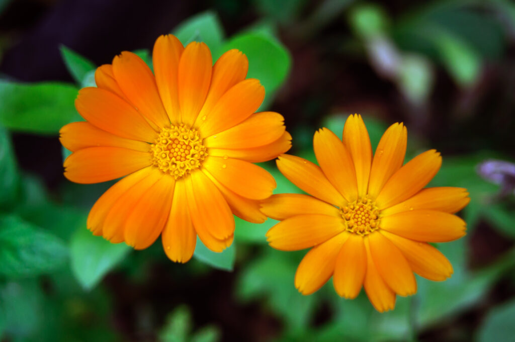 Calendula officinalis (Goudsbloem)