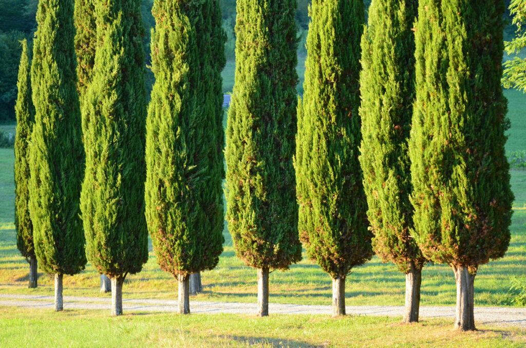 Cupressus sempervirens (Italiaanse cipres)