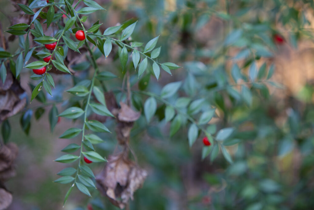 Ruscus aculeatus (Stekelige muizendoorn)