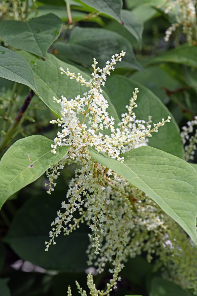 Polygonum cuspidatum (Japanse duizendknoop)