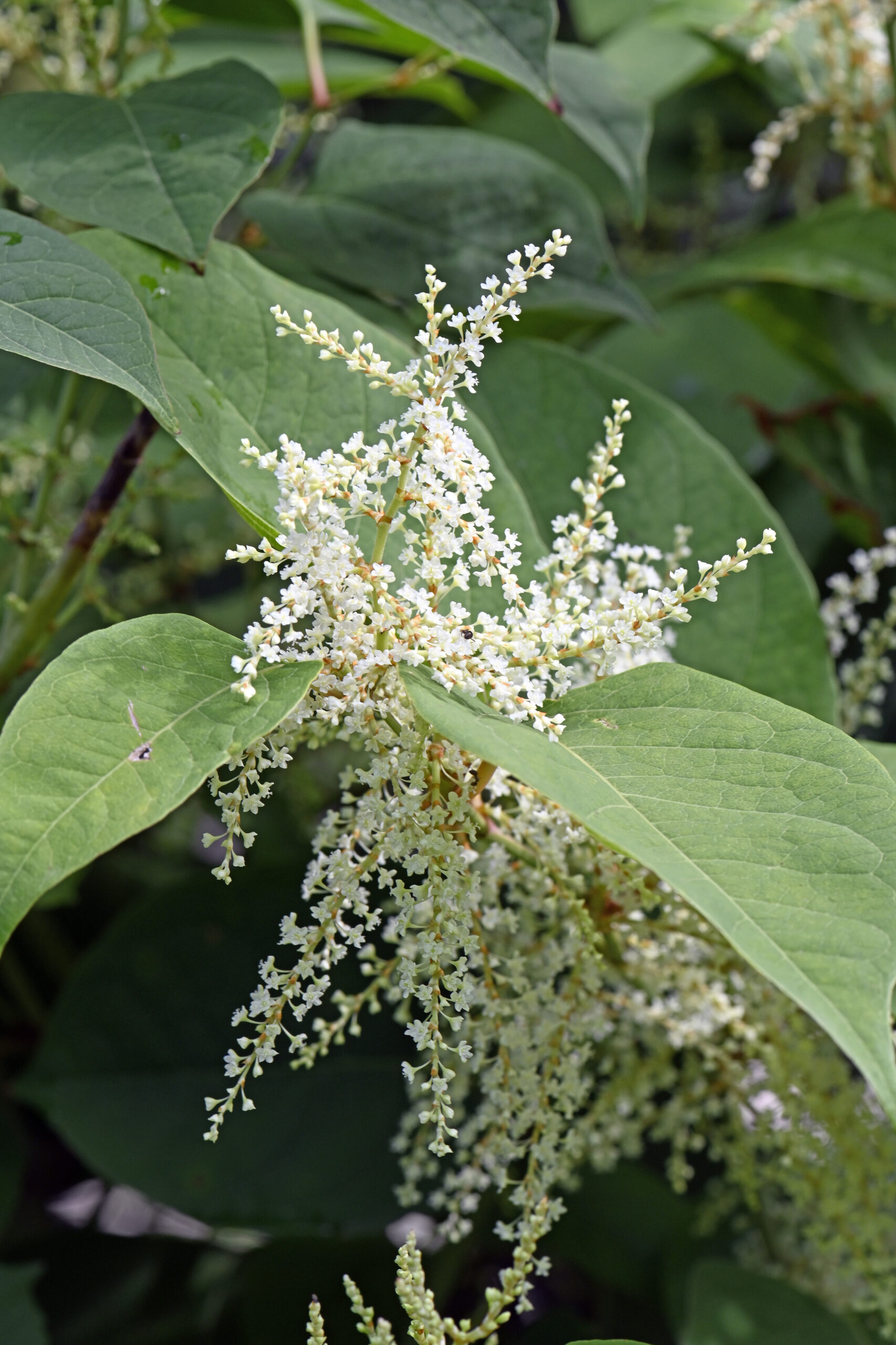 Polygonum cuspidatum (Japanse duizendknoop) - FytoCare Beernaert