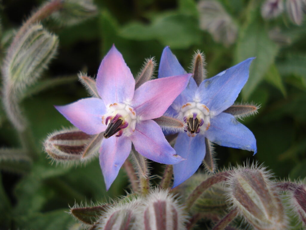 Borago officinalis (Bernagie)