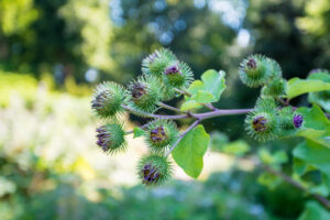 Arctium lappa (Grote klit)