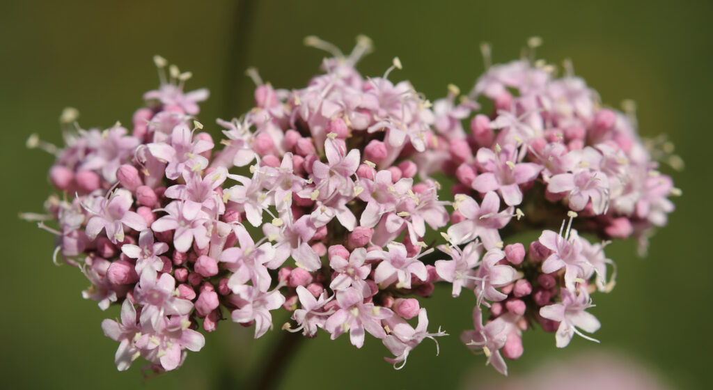 Valeriana officinalis (Valeriaan)