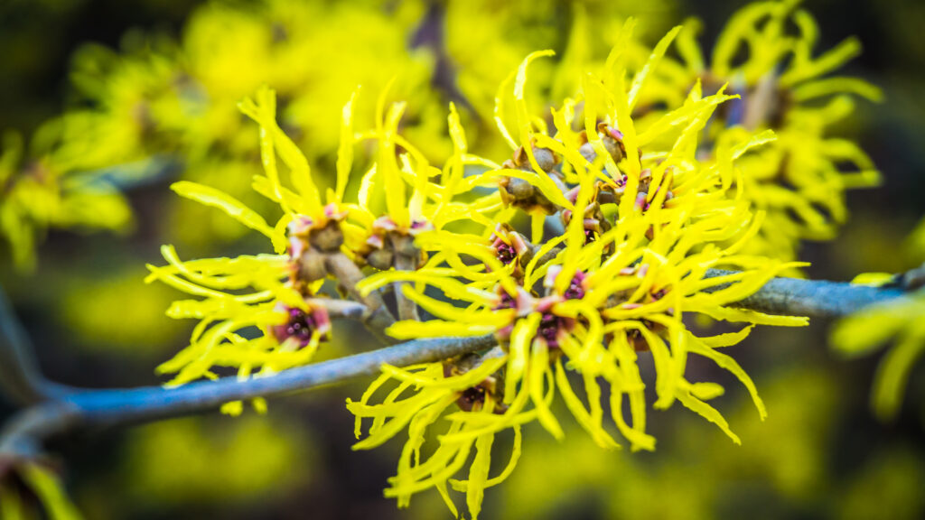 Hamamelis virginiana (Amerikaanse toverhazelaar)