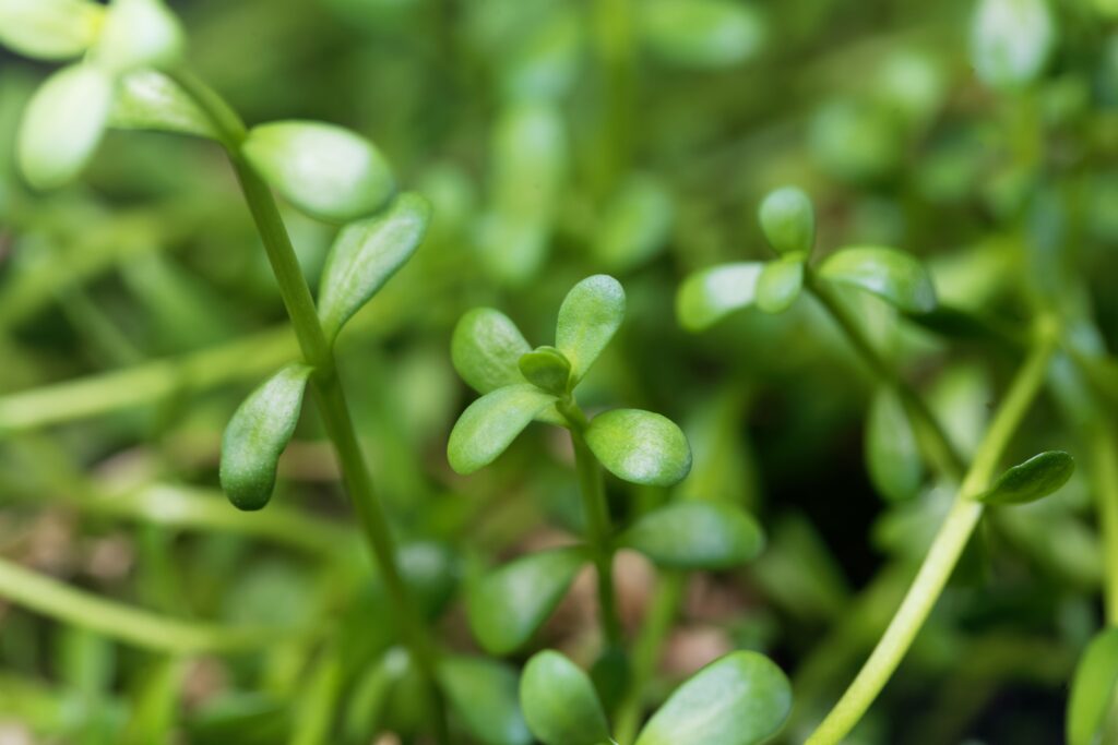 Bacopa monnieri (Kleinbladige bacopa)