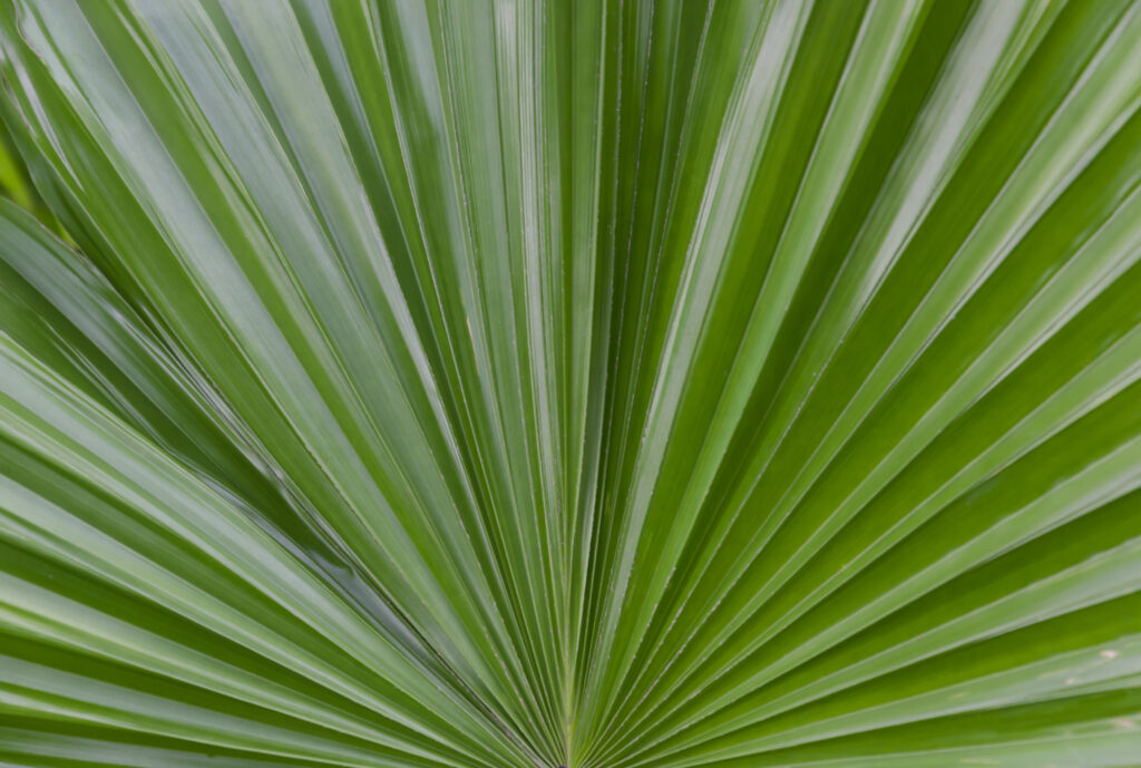 Serenoa repens (Zaagpalm)