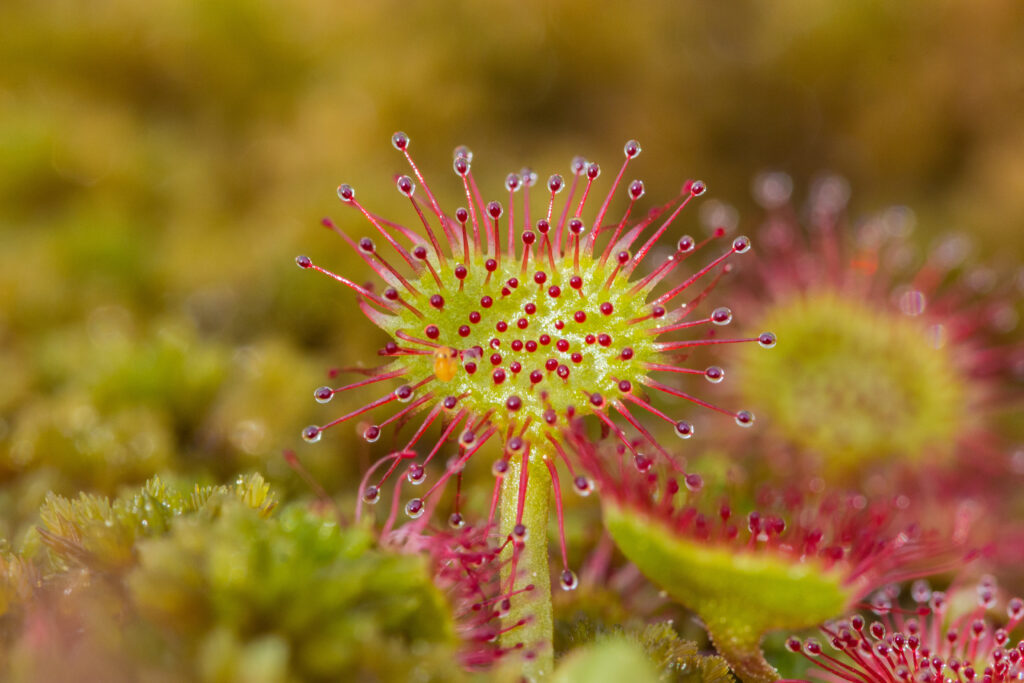 Drosera rotundifolia (Ronde zonnedauw)