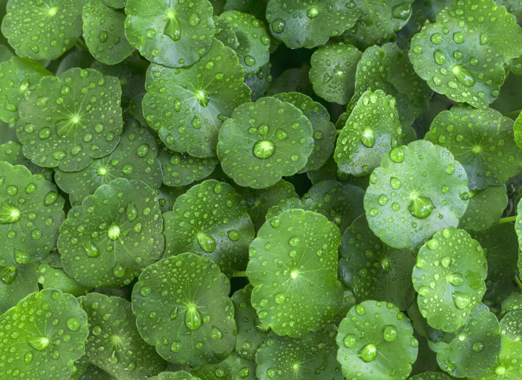 Centella asiatica (Waternavel/Gotu kola)