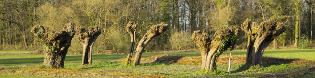 Salix alba (SChietwilg/Witte wilg)