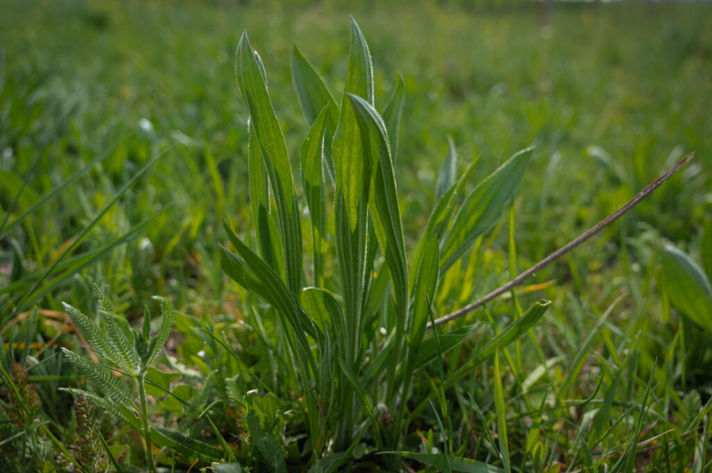 Plantago lanceolata (Smalle weegbree)