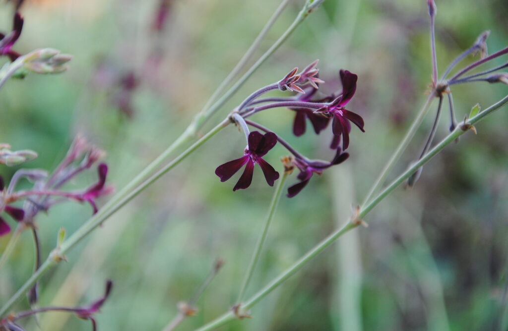 Pelargonium sidoides (Geranium)