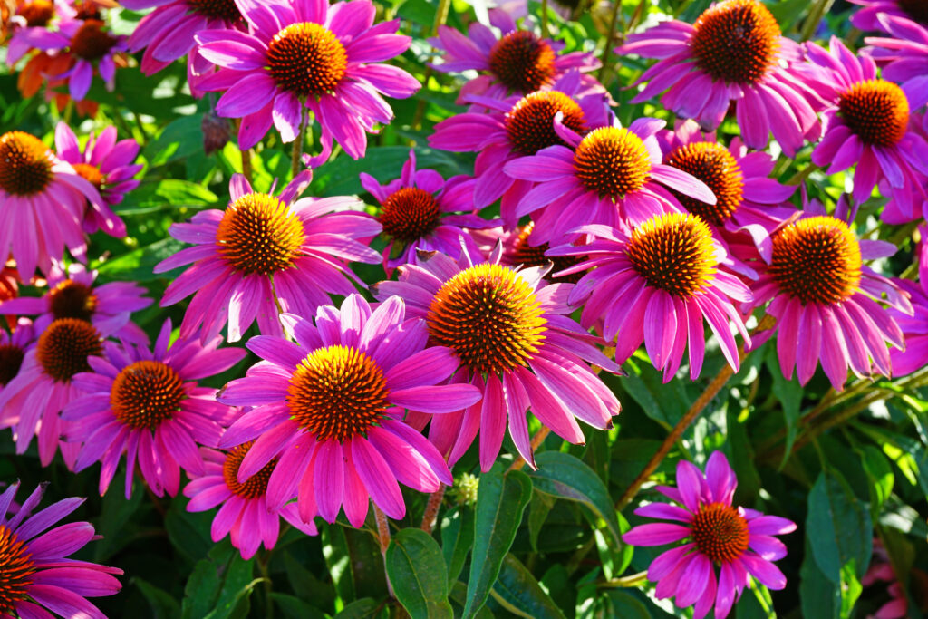 Echinacea purpurea (Rode zonnehoed)