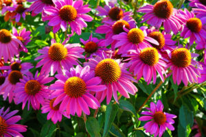 Echinacea purpurea (Rode zonnehoed)