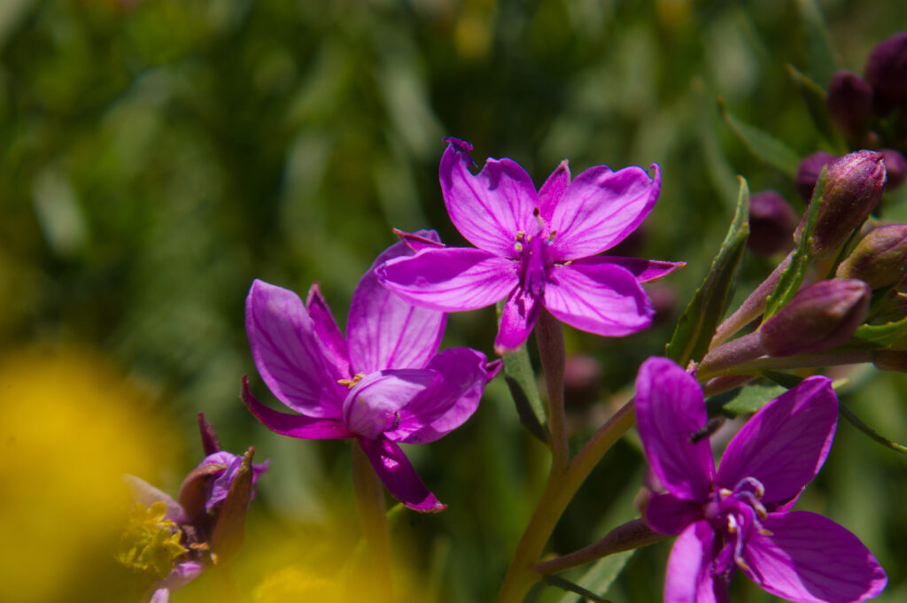 Epilobium parviflora (Wilgenroosje)