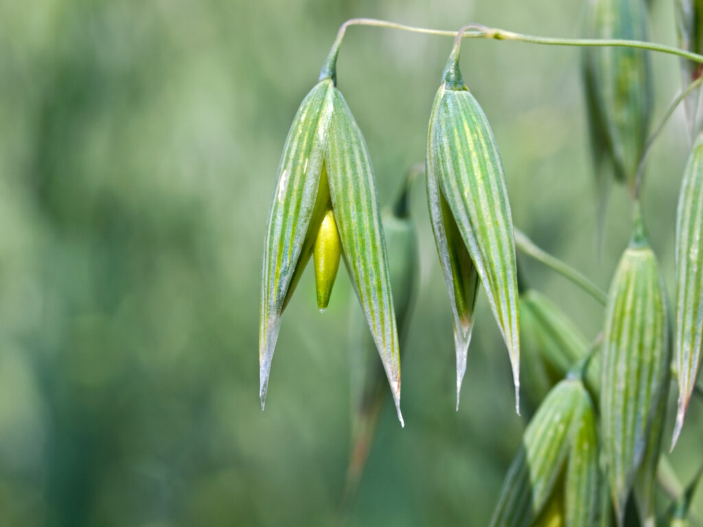 Avena sativa (Haver)