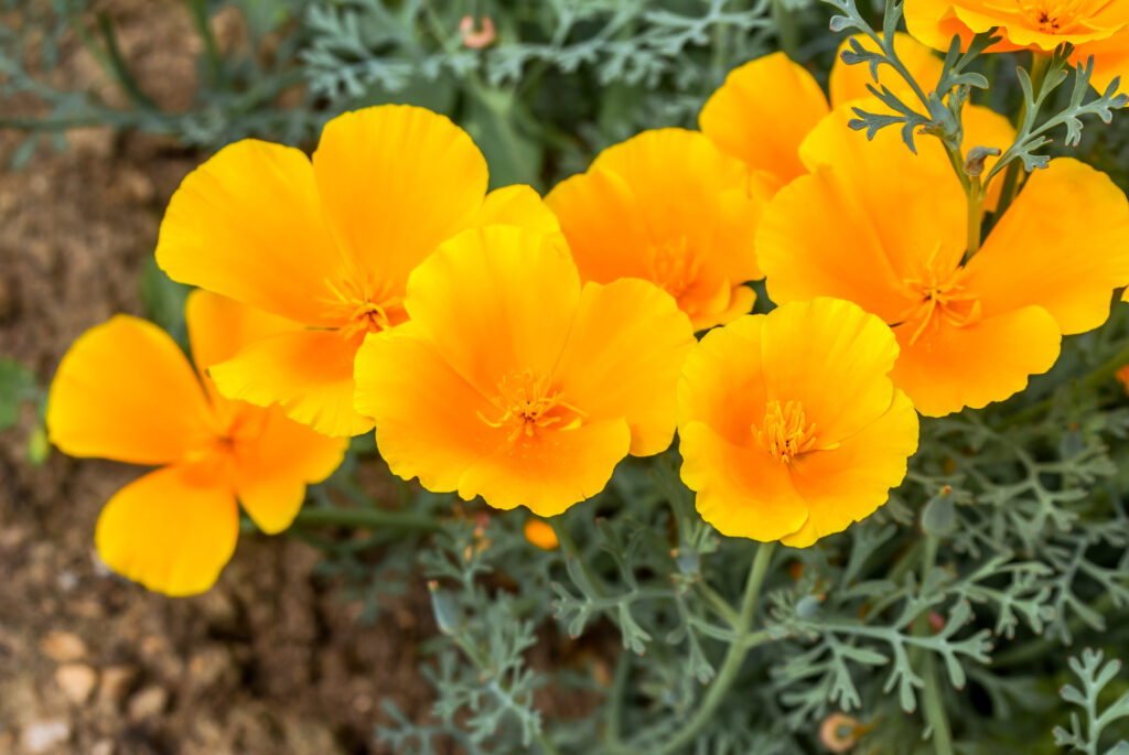 Escholtzia california (Slaapmutsje/Goudpapaver)