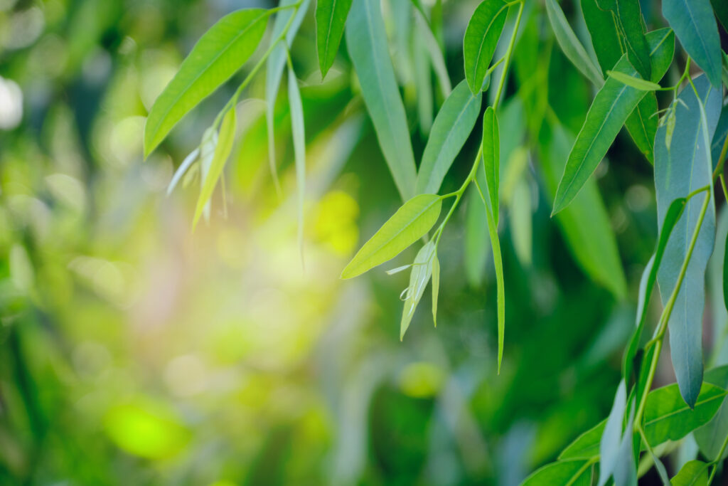 Eucalyptus globulus (Eucalyptus)