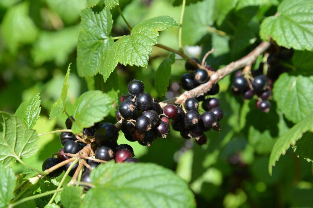 Ribes nigrum (Zwarte aalbes)