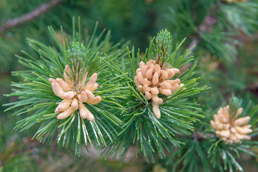 Pinus sylvestris (Grove den)