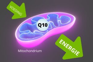 Mitochondrium