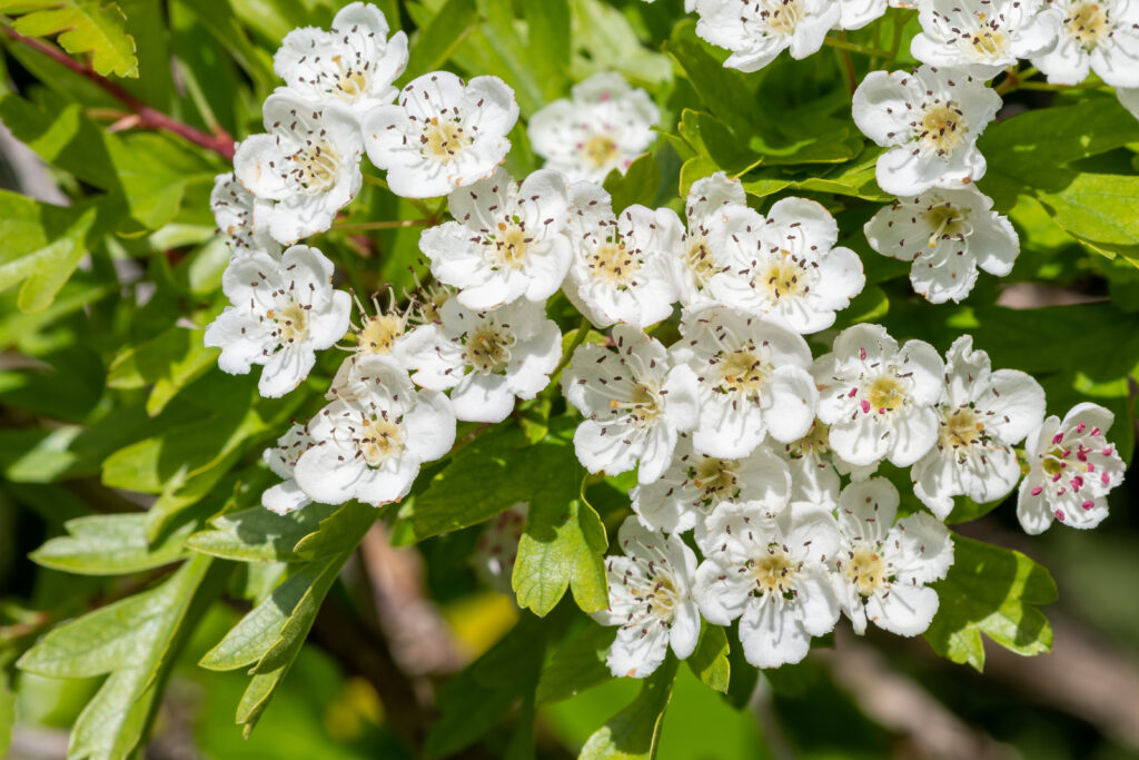 Crataegus laevigata (Meidoorn)