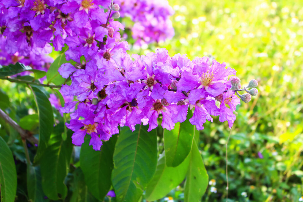 Lagerstroemia Speciosa (Banaba)